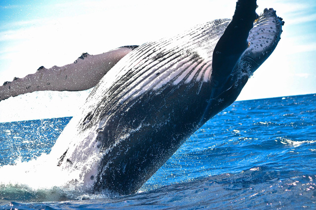 Humpback whale breaching backwards in a tremendous display.