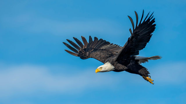 Bald eagle in flight over Montauk.