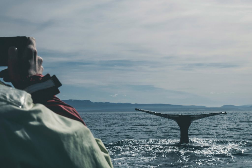 An eco-tourist taking a photo of a diving whale's flukes.