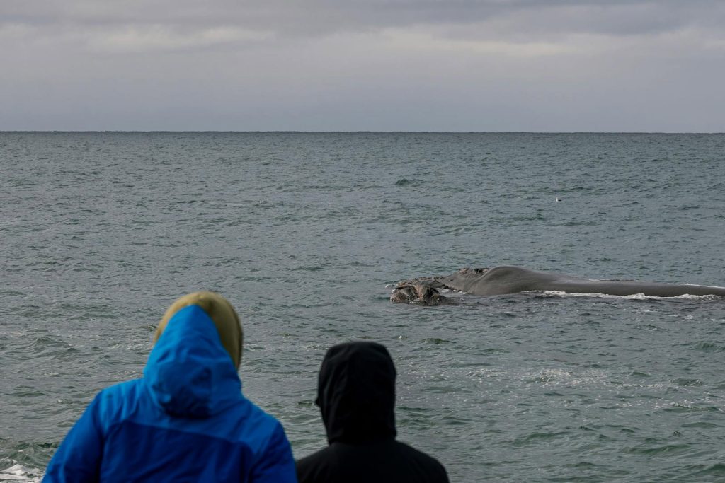 Two whale watchers looking at a whale from a Montauk whale watching tour.