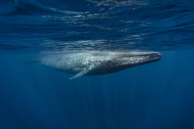 Large blue whale near Montauk.