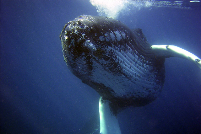 Humpback whale playfully blowing bubbles.