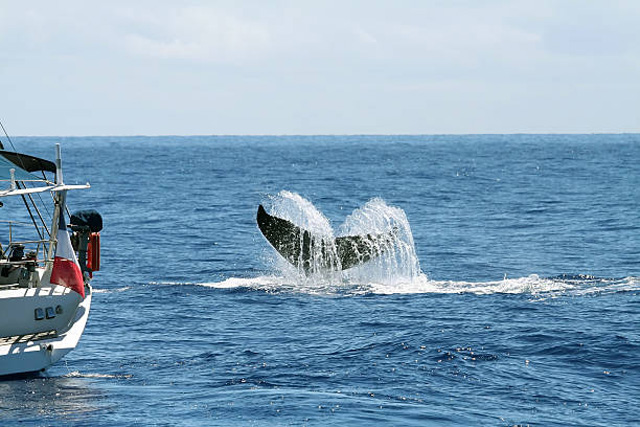 Tail flukes displaying of a diving humpback whale near the coast of Montauk, NY.