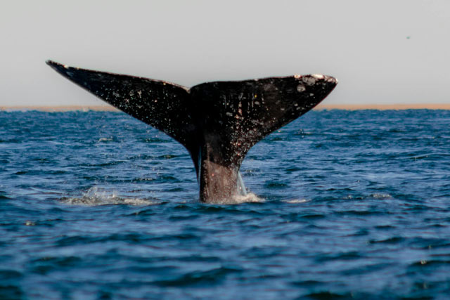 Flukes of a diving whale helps observers to identify that individual.