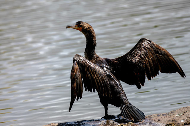 Double-Crested Cormorant poised in a display of dominance.