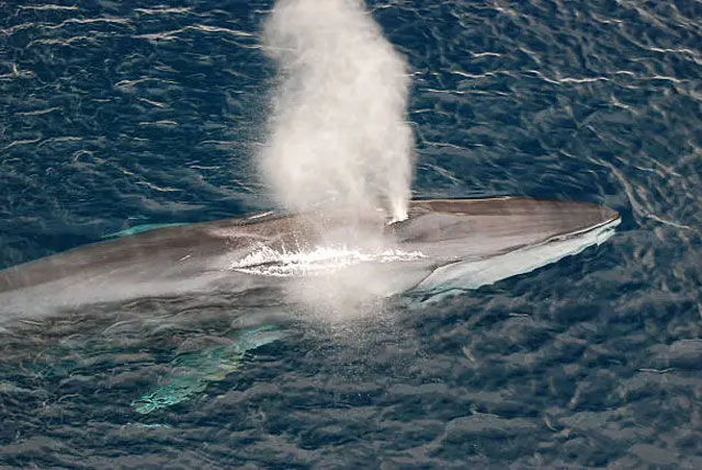 Fin whale blowing its spout off the coast of Montauk, NY.