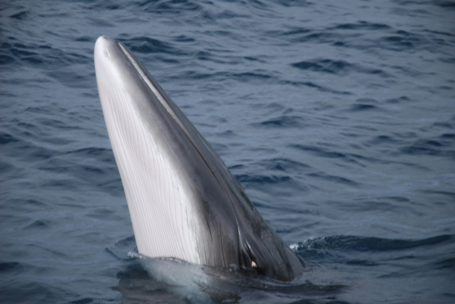 Young fin whale spy hopping near Montauk Point, NY.