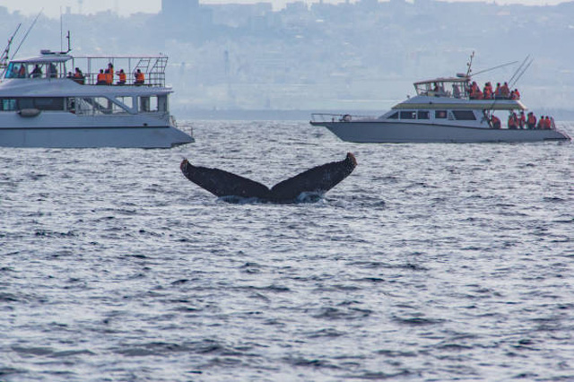 Spectators on two tour boats watching a humpback whale dive.