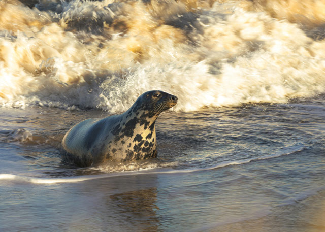 Gray seal emerging from the surf of Montauk Point, NY.