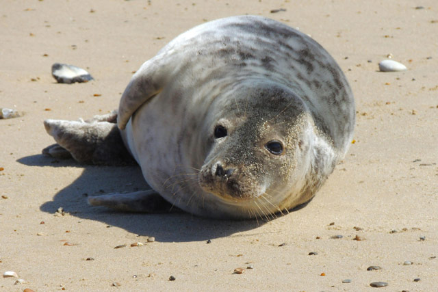 Harbor seal on the beach in Montauk.