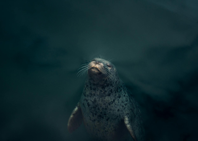 Young harbor sheal swimming underwater near Montauk, NY.