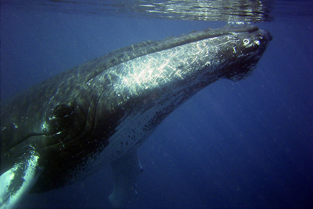 Humpback whale about to surface for air.