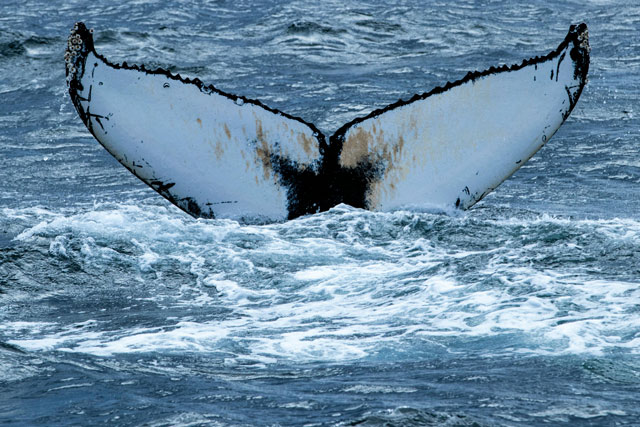 Tail flukes of a diving humpback whale.