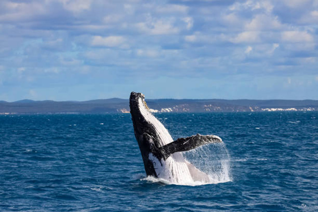 Humpback whale breeching in the distance.