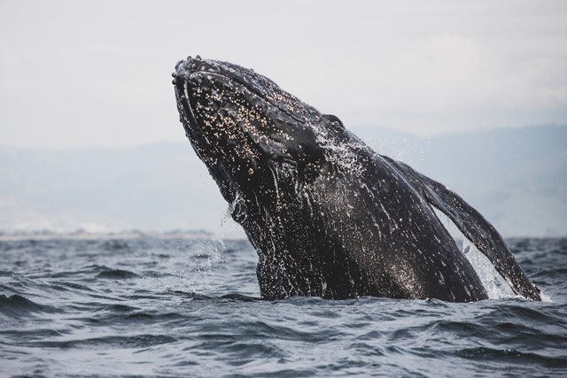 Humpback whale breaching sideways.