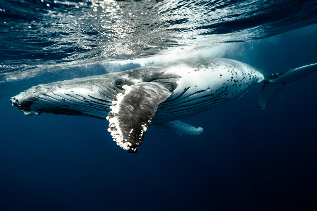 Humpback whales are one of the whale species in Montauk during certain times of the year..