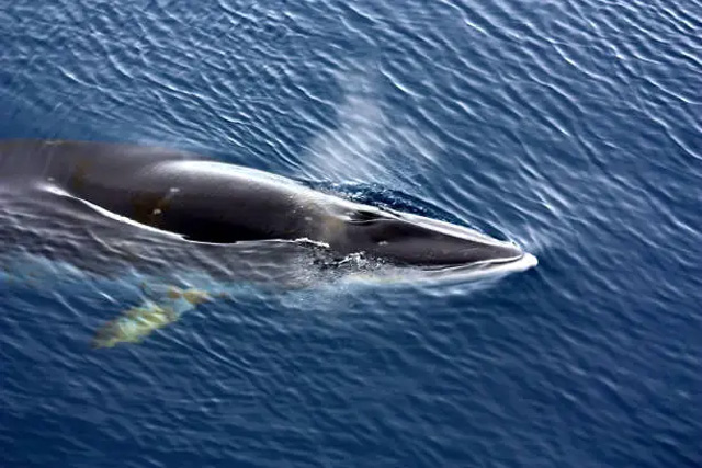 Minke whale producing its spout and display the distinctive white band on its flipper.