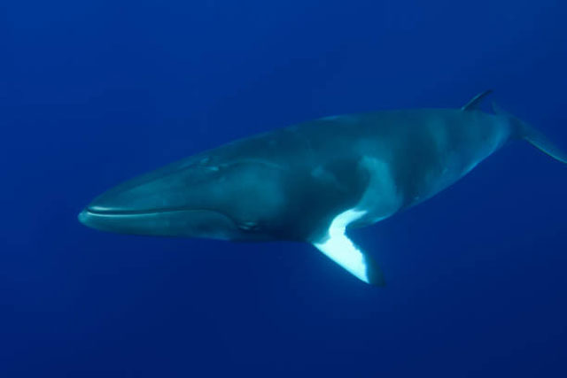 Minke whale showing the distinctive white band on its fin.