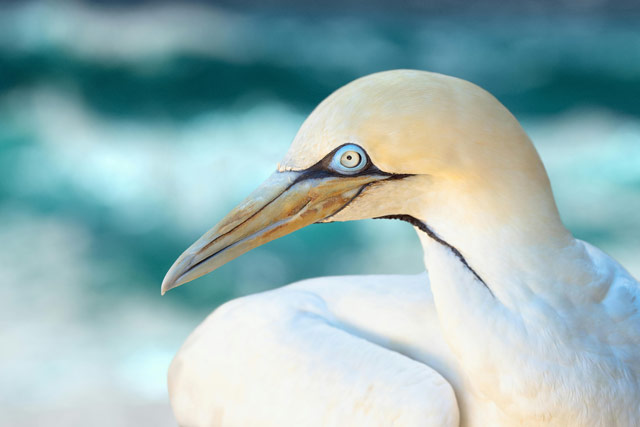 Beautiful bird often seen on the shores of Montauk.