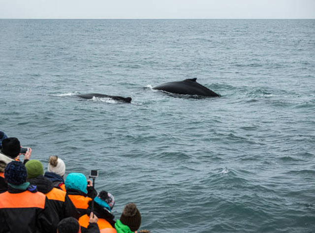 A group of whale-watchers observing two humpback whales.