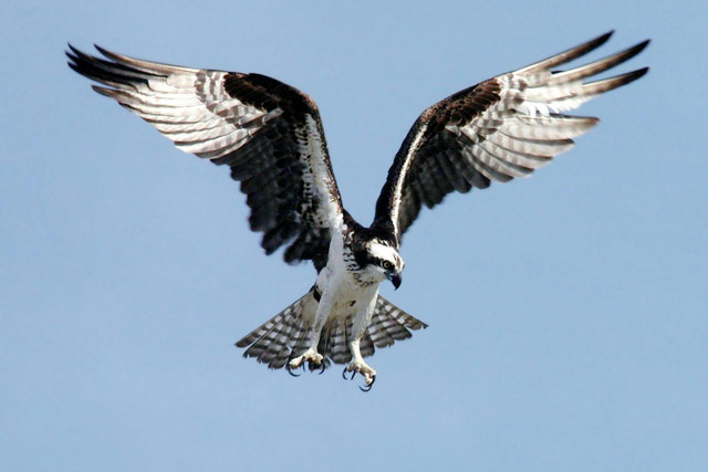 Osprey about to dive down to catch food.