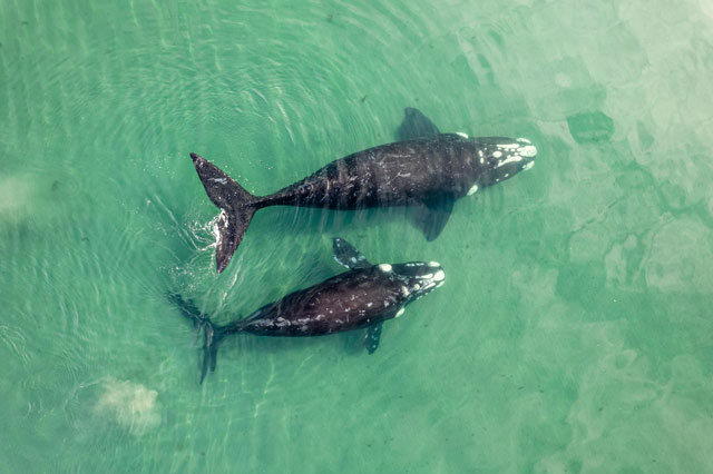 North Atlantic right whale mother swimming with her calf.