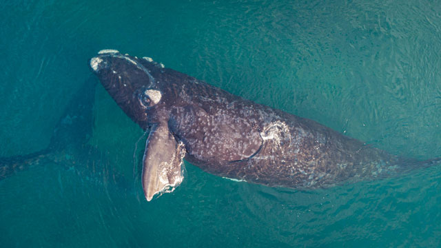 North atlantic right whale exposing its left side near the water's surface.