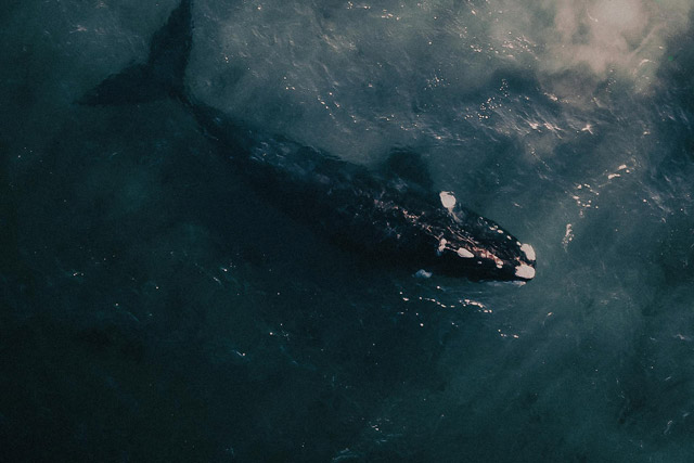 North atlantic right whale swimming in evening waters.