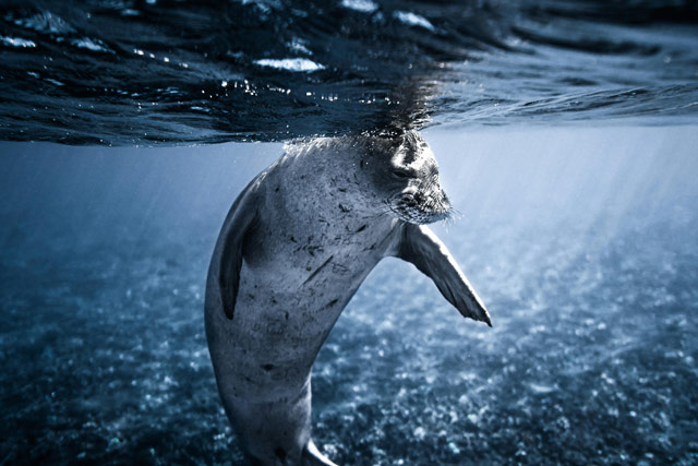 Ringed seal looking for fish.