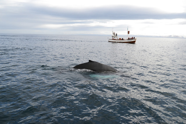 Whale watching tour keeping a respectable distance from a humpback whale.