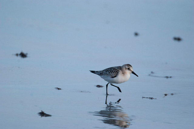 Sand piper walking along the shore of a Montauk beach.