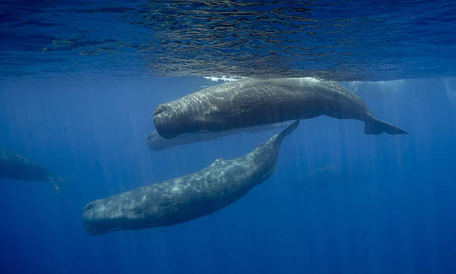 Pod of sperm whales swimming near Montauk.