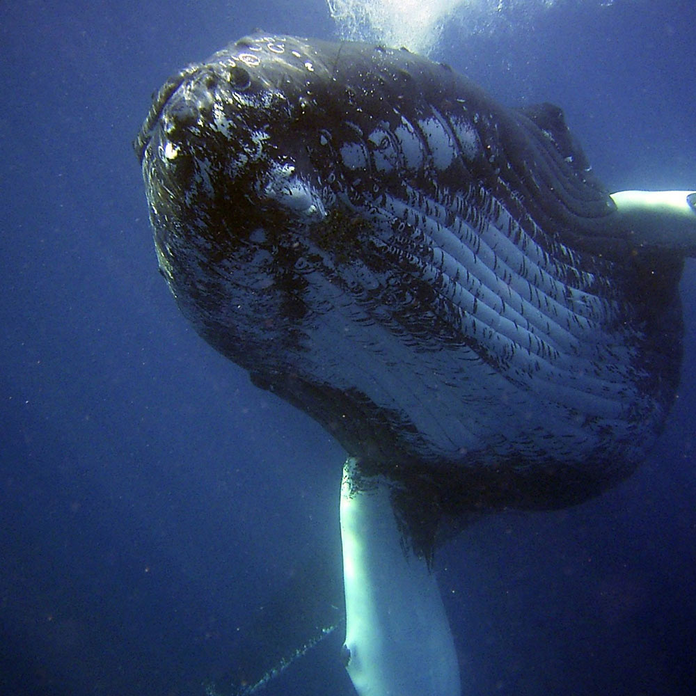 Humpback whale in Montauk waters blowing bubbles.