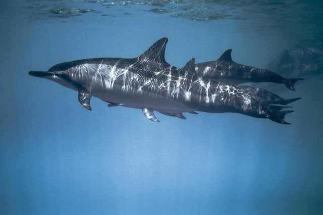 A group of short-beaked common dolphins swimming together.