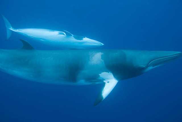 Minke whales swimming together.