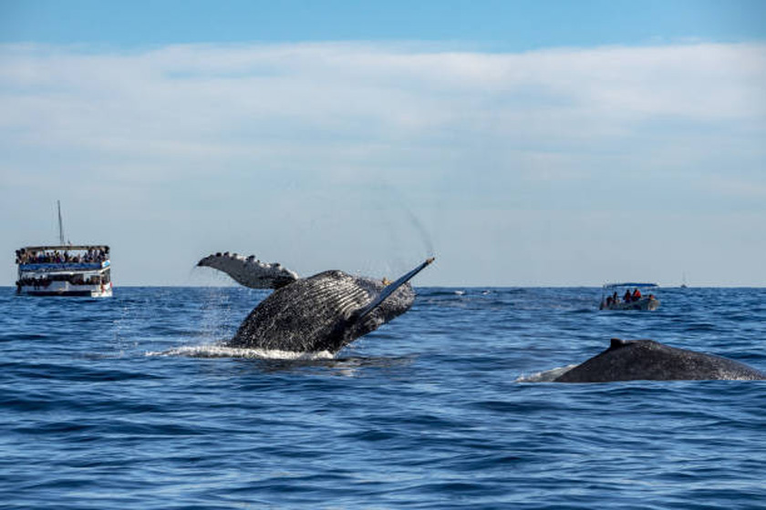 Humpback whale breaching backwords with whale watching cruises in the background.