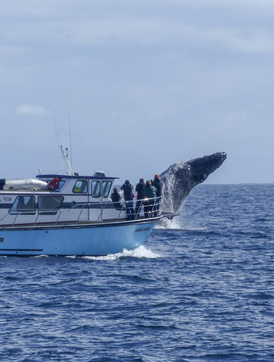 Humback whale breaching near a small charter boat near Montauk Point, NY.