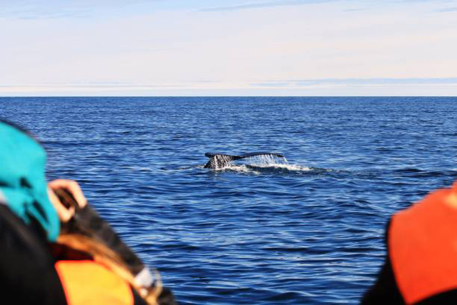 Whale diving in front of two onlookers.