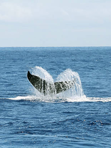 Tail flukes displaying of a whale preparing for a deep dive.