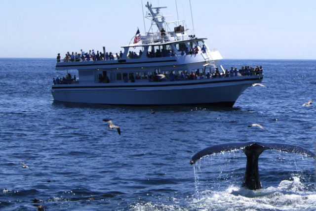 Whale watcher tour boat maintaining a safe distance from a diving humpback whale.