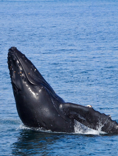 Young Humpback Whale engaging in spy hopping activity.