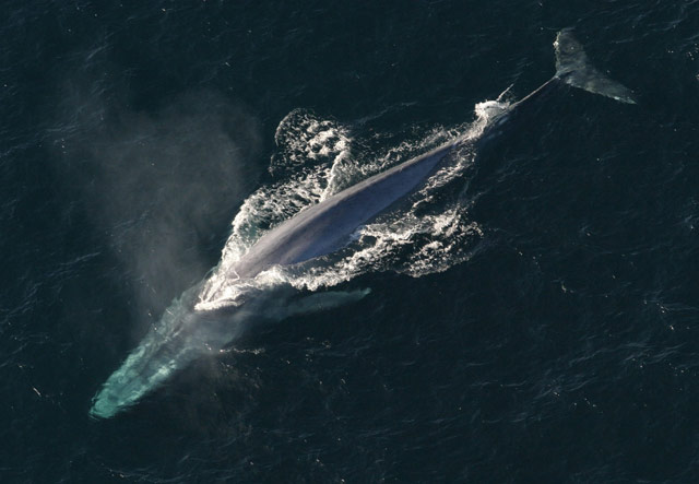 A large adult blue whale seen from above.