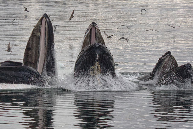 Trio of humpback whales feeding together.