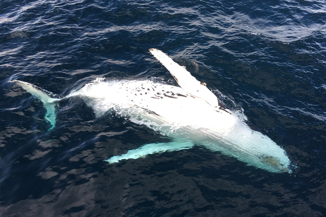 Humpback whale swimming upside down.