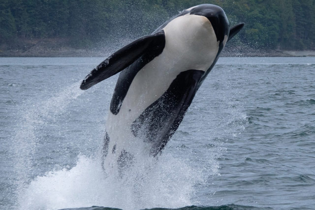 Orca jumping out of the water.