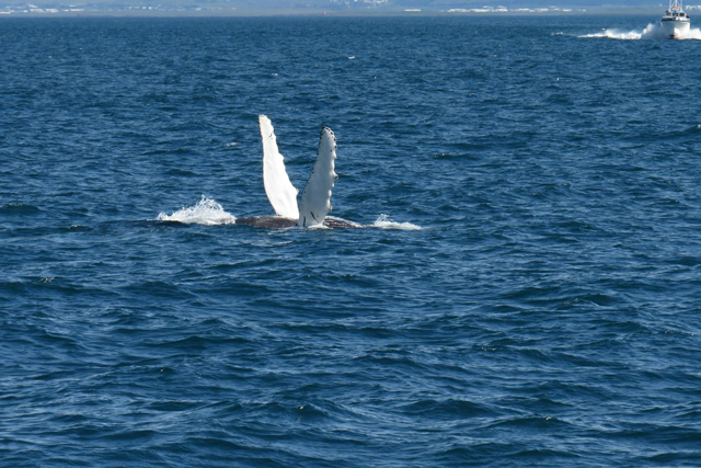 Pectoral fin displays are a part of humpback whale behavior and communication..