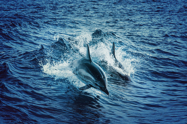 Two dolphins riding waves off of Montauk Point.