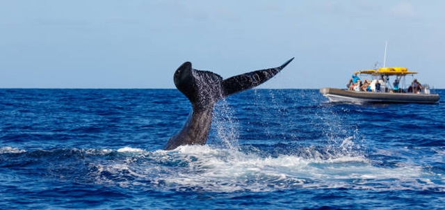 Tail slaps are an interesting form of whale behavior and communication.