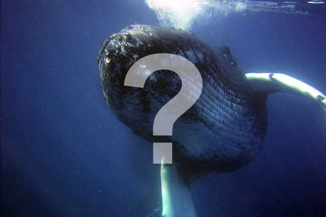 Image with a question mark super imposed on a humpback whale.