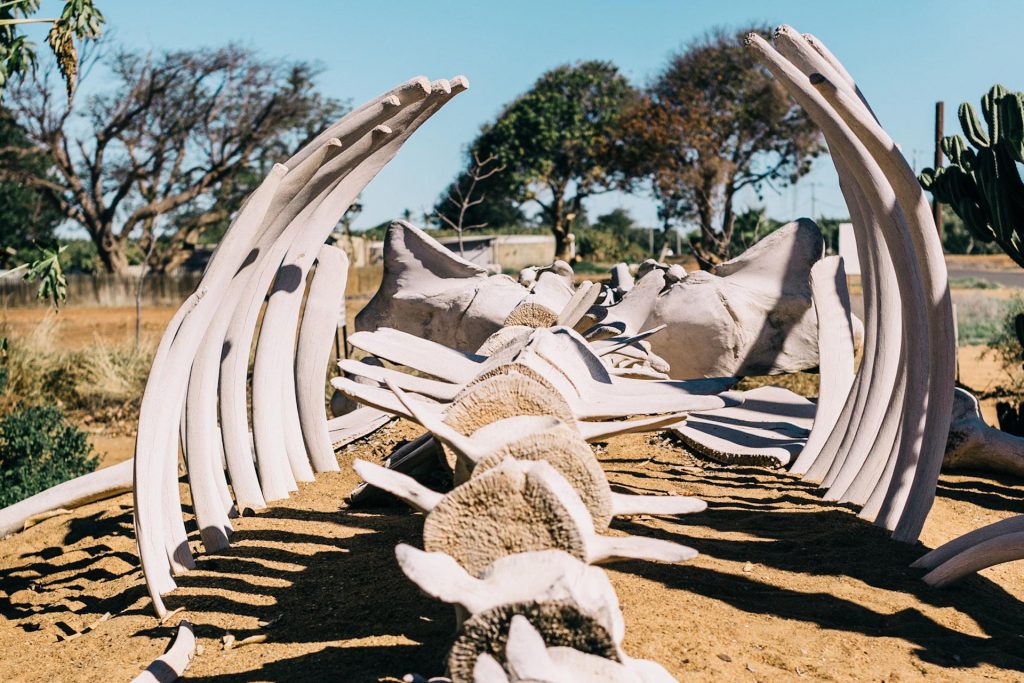 Whale skeleton on a beach.